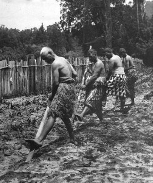 Maori digging with ko. The Nelson Provincial Museum, Copy Collection, C2149