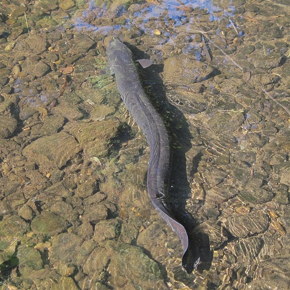 Eel. NZ Longfin eel Anguilla dieffenbachii. Wild wind on inaturalist