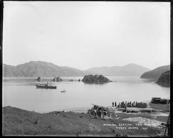 Te Awaiti Bay, Tory Channel