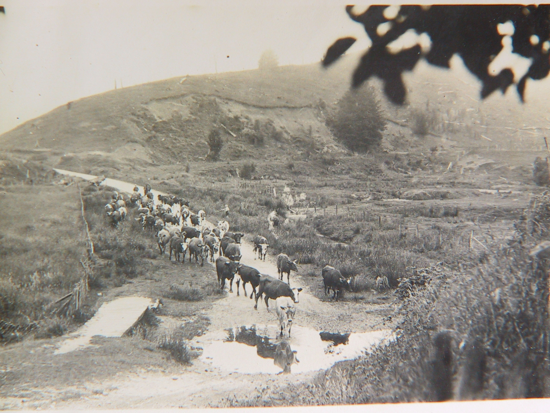 015 Cows at Moorhouse Creek Ford 1920s