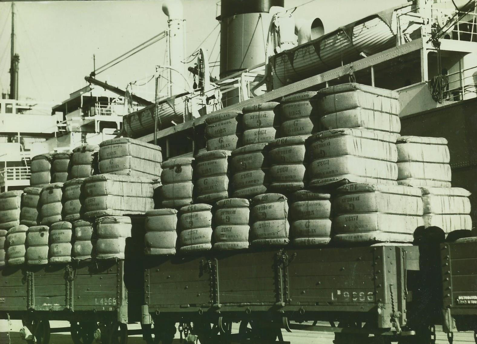 Hops being loaded in Nelson