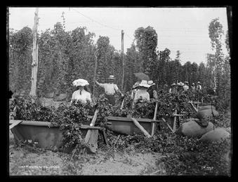 Hop picking at Nelson  1890sresized 310161