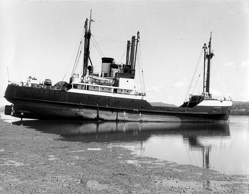 Mamaku on mud in Manukau harbour