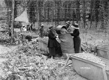 Measuring Hops at Nelson.F N Jones Collection/Nelson Provincial Museum Collection  resized cropped 321316