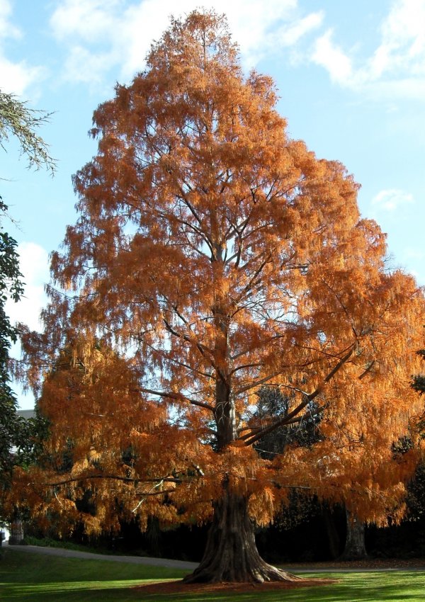 heritage tree Dawn Redwood