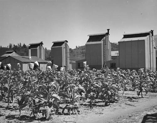 motueka tobacco research station 1938