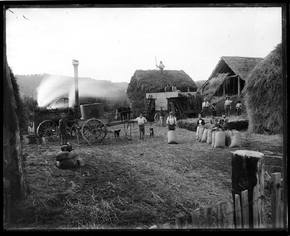 Threshing at Winns property Dovedale