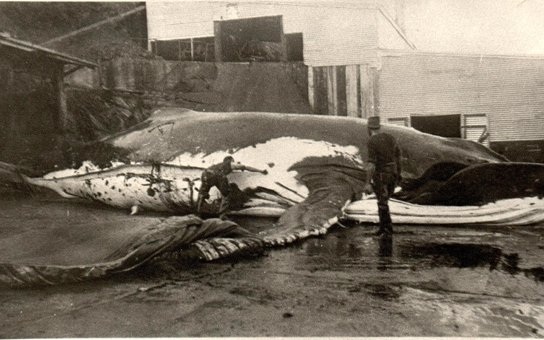 Whaling-works-Peranos.jpg