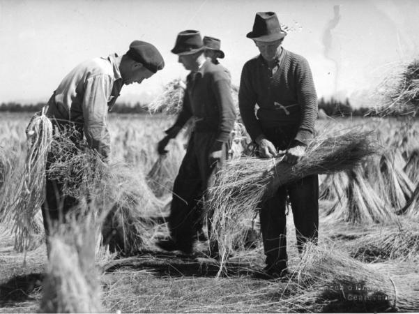 Flax processing