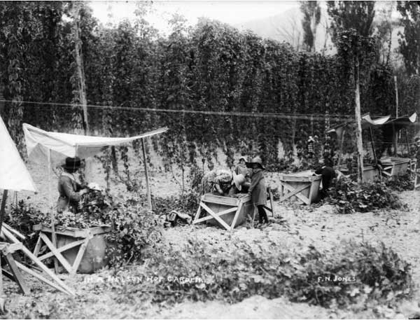 Women and children working in a hop garden in Moutere