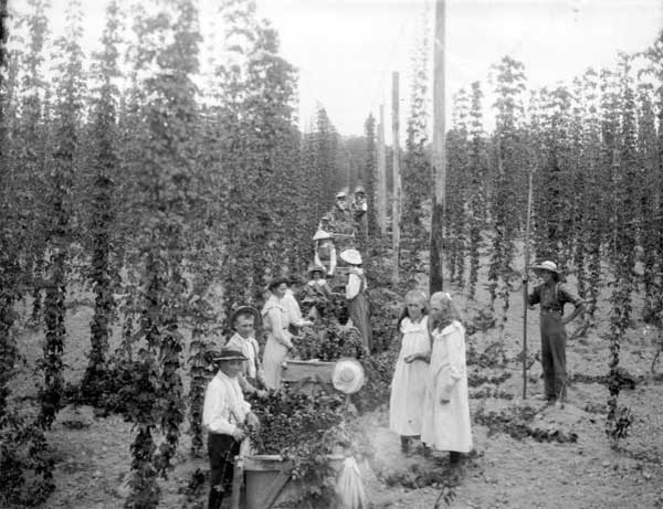 Group harvesting hops in Nelson