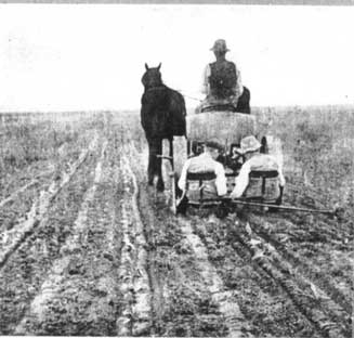 Tobacco farm c1921