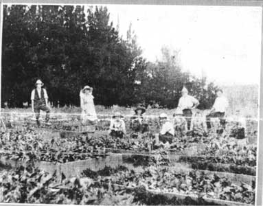 Tobacco farm c1921