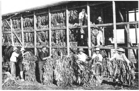 Hanging sticks of tobacco for drying (Burley)