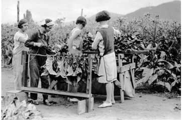 Tying leaves onto sticks