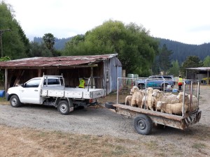 Photograph of sheep being evacuated 8 February 2019