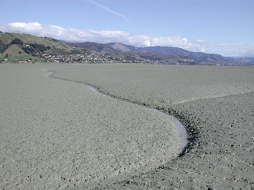 Nelson Haven Mudflats at low tide