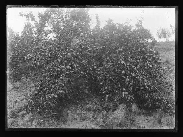 Apple tree in Nelson.  Guy Collection/Nelson Provincial Museum Collection