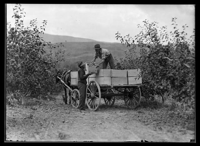 View of two men loading apple packing cases on to a horse drawn cart among apple