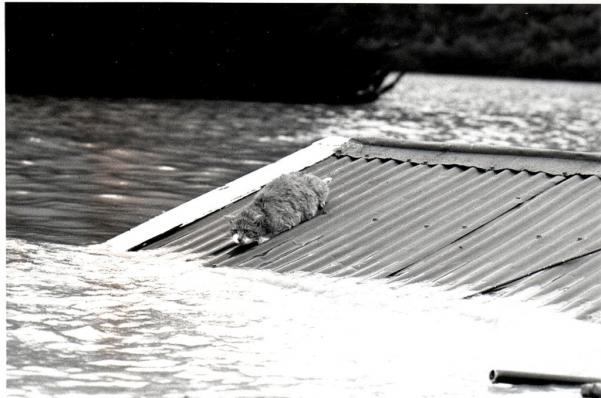 Cat caught in 1983 flood