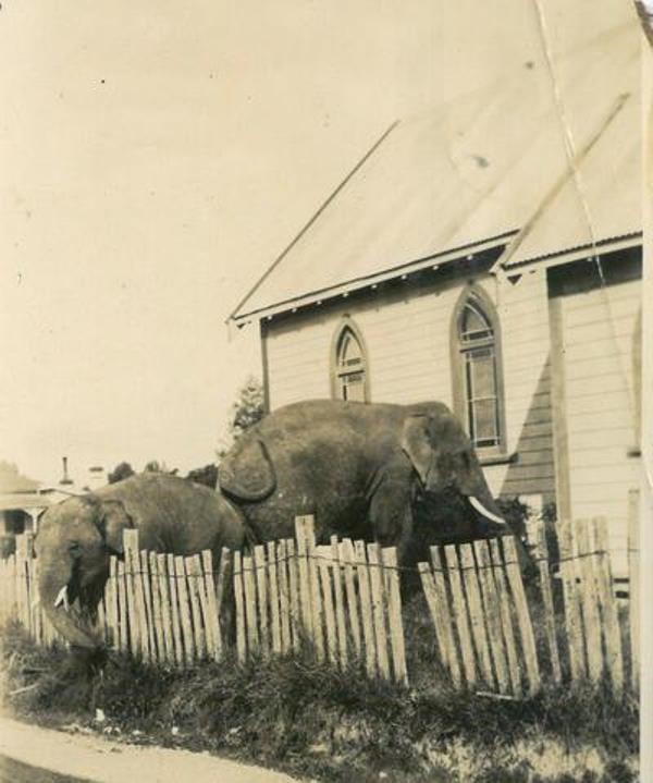 Lawrence Elephants visiting Methodist church