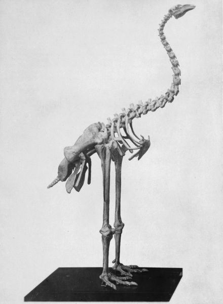 Moa Skeleton