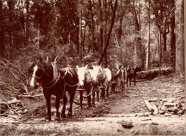 Horse team hauling logs about 1904