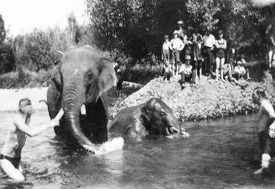 lawrence elephants bathing in the River Waiiti. George Lawrence Collection Tasman District Libraries