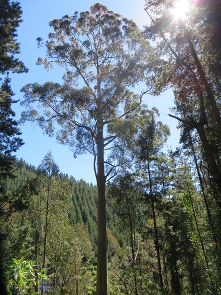 Barrington Gum showing full length. Photo by Lindsay Vaughan