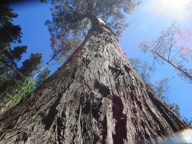 Barrington gum looking up from base