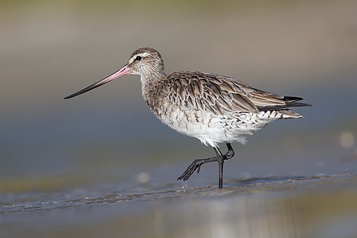 Limosa lapponica