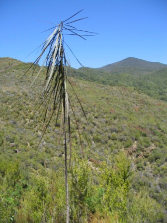 Maitai Valley vegetation