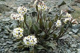 Myosotis monroi. New Zealand Plant Conservation network