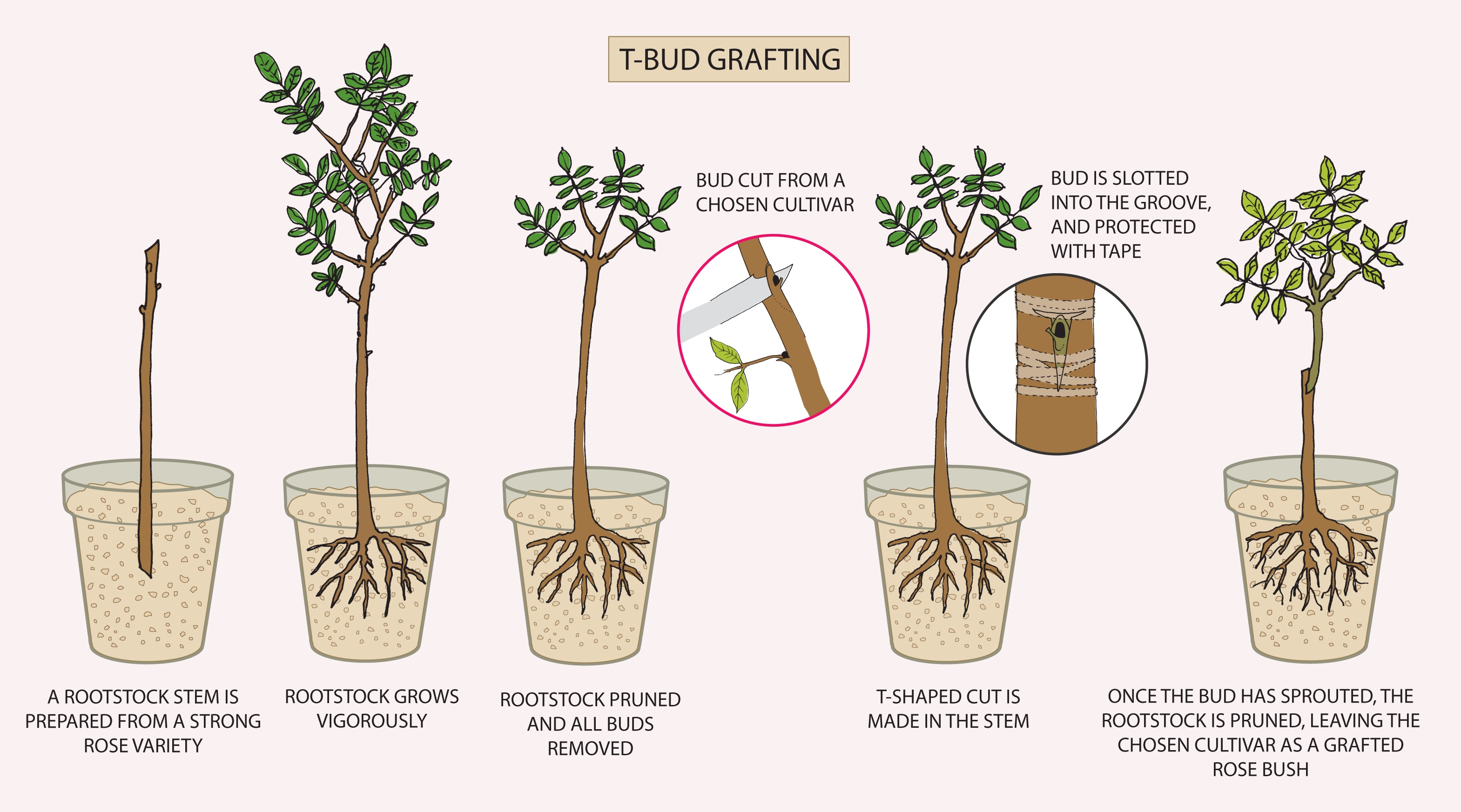 Samuels Bud Graft Diagram