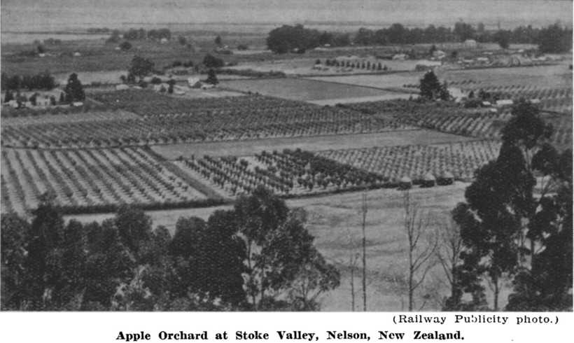 stoke apple orchard