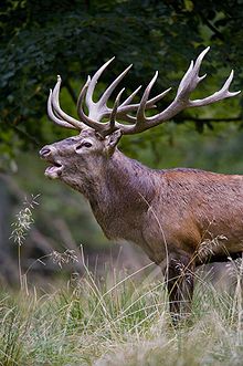 Deer. Male stag