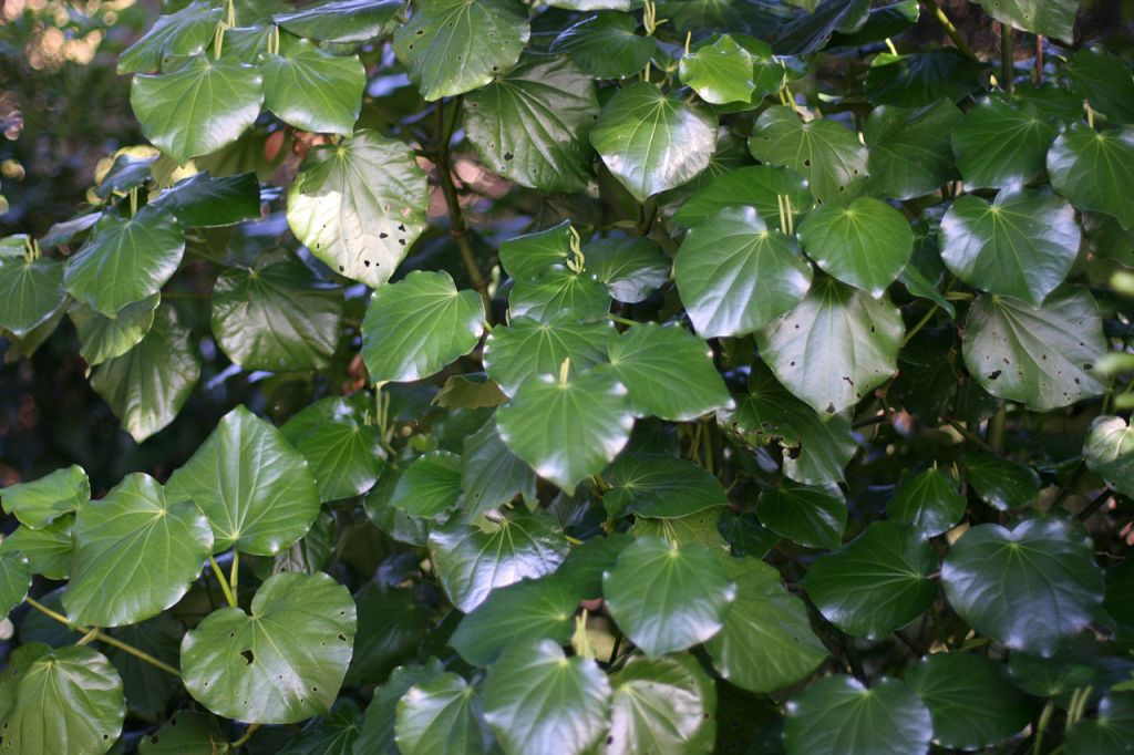  Kawakawa. Source Wikimedia 