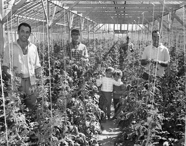 Tomato growers with bambini