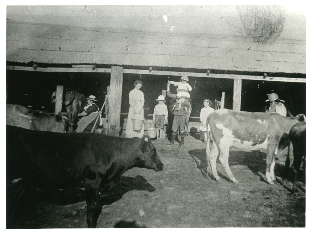 Wakamarina milking time at The Wilderness 014