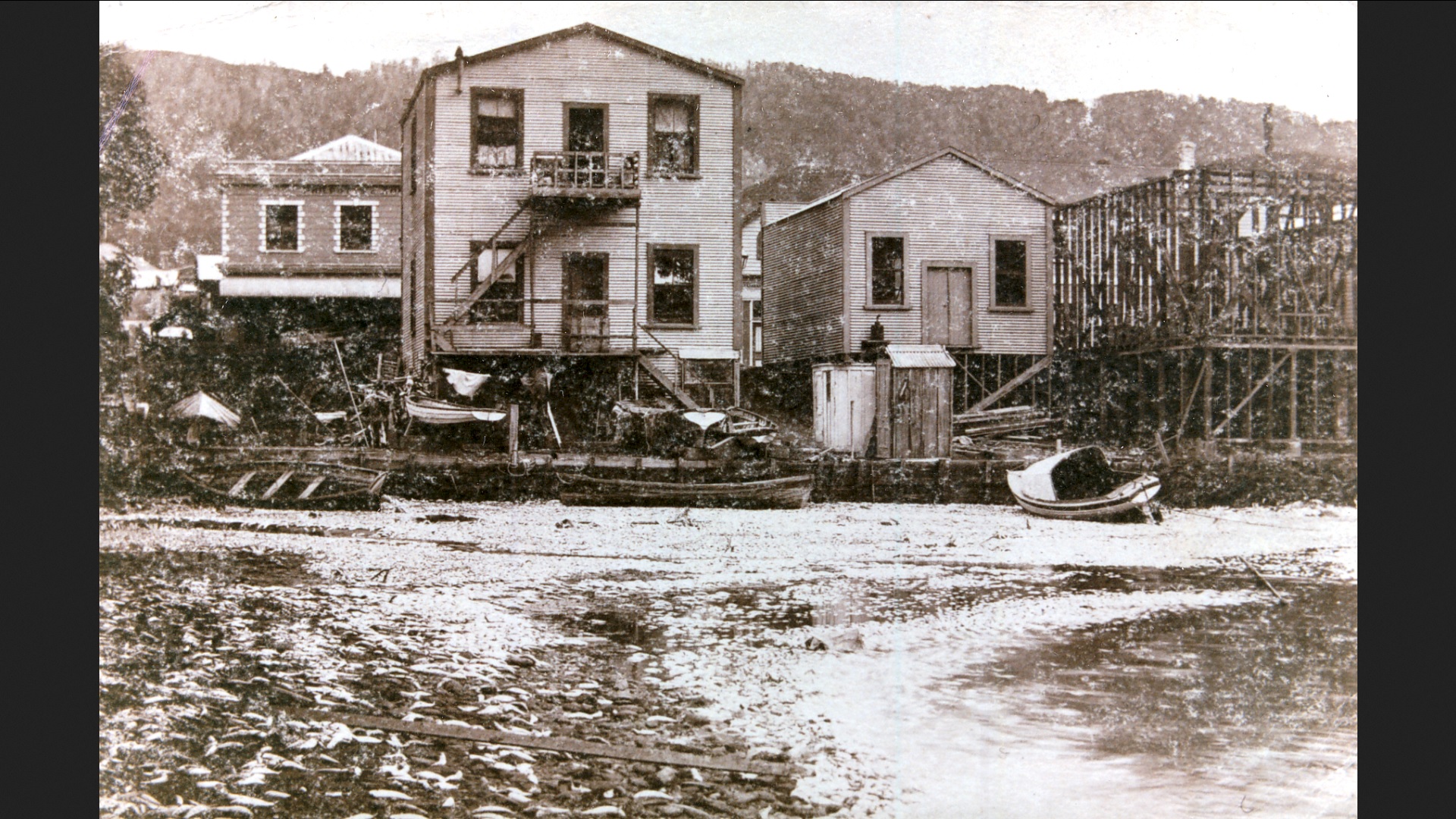 Picton bloaters on the beach